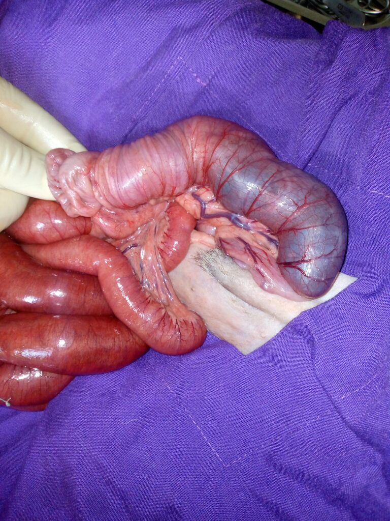 INTUSSUSCEPTION IN DOG